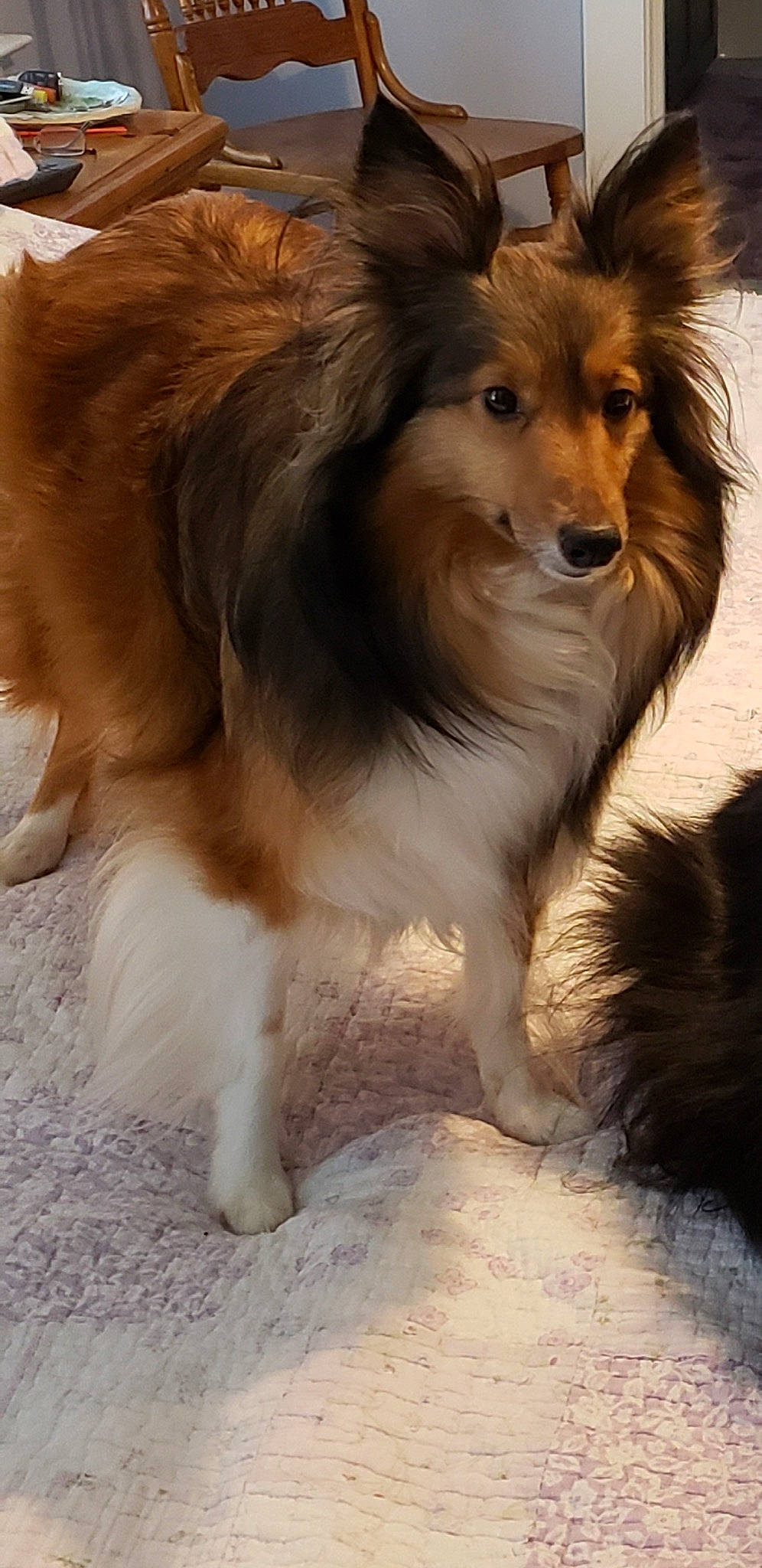 Bella is registered to the contest to win money with this photo: canidae, carnivore, collie, companion_dog, dog, dog_breed, herding_dog, mammal, papillon, rough_collie, scotch_collie, shetland_sheepdog, snout, sporting_group, vertebrate