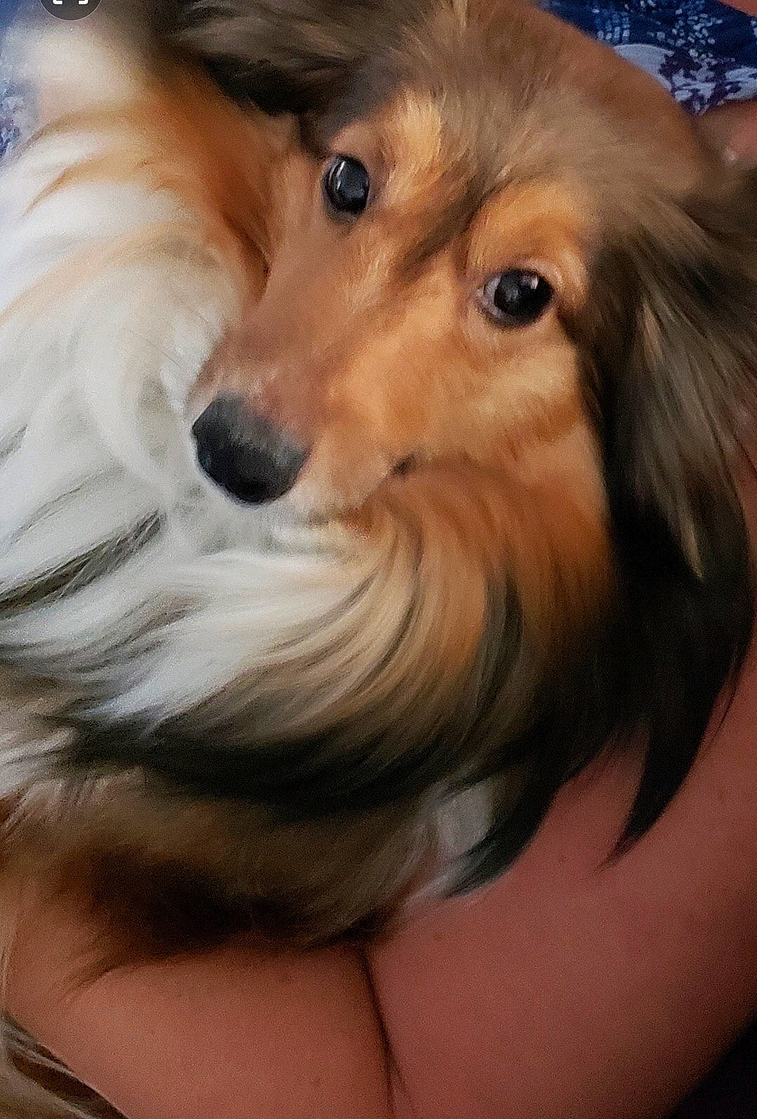 Bella joined the competition — help win amazing prizes! canidae, carnivore, collie, companion_dog, dog, dog_breed, fur, long_hair, mammal, puppy, rare_breed_dog, rough_collie, scotch_collie, shetland_sheepdog, skin, snout