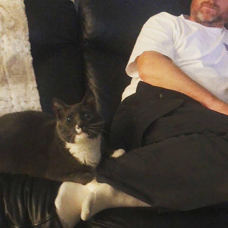 Clarice joined the competition — help win amazing prizes! arm, asian, carnivore, cat, comfort, couch, domestic_short_haired_cat, ear, eye, felidae, fur, furniture, human_body, lap, leg, neck, polydactyl_cat, sitting, small_to_medium_sized_cats, whiskers