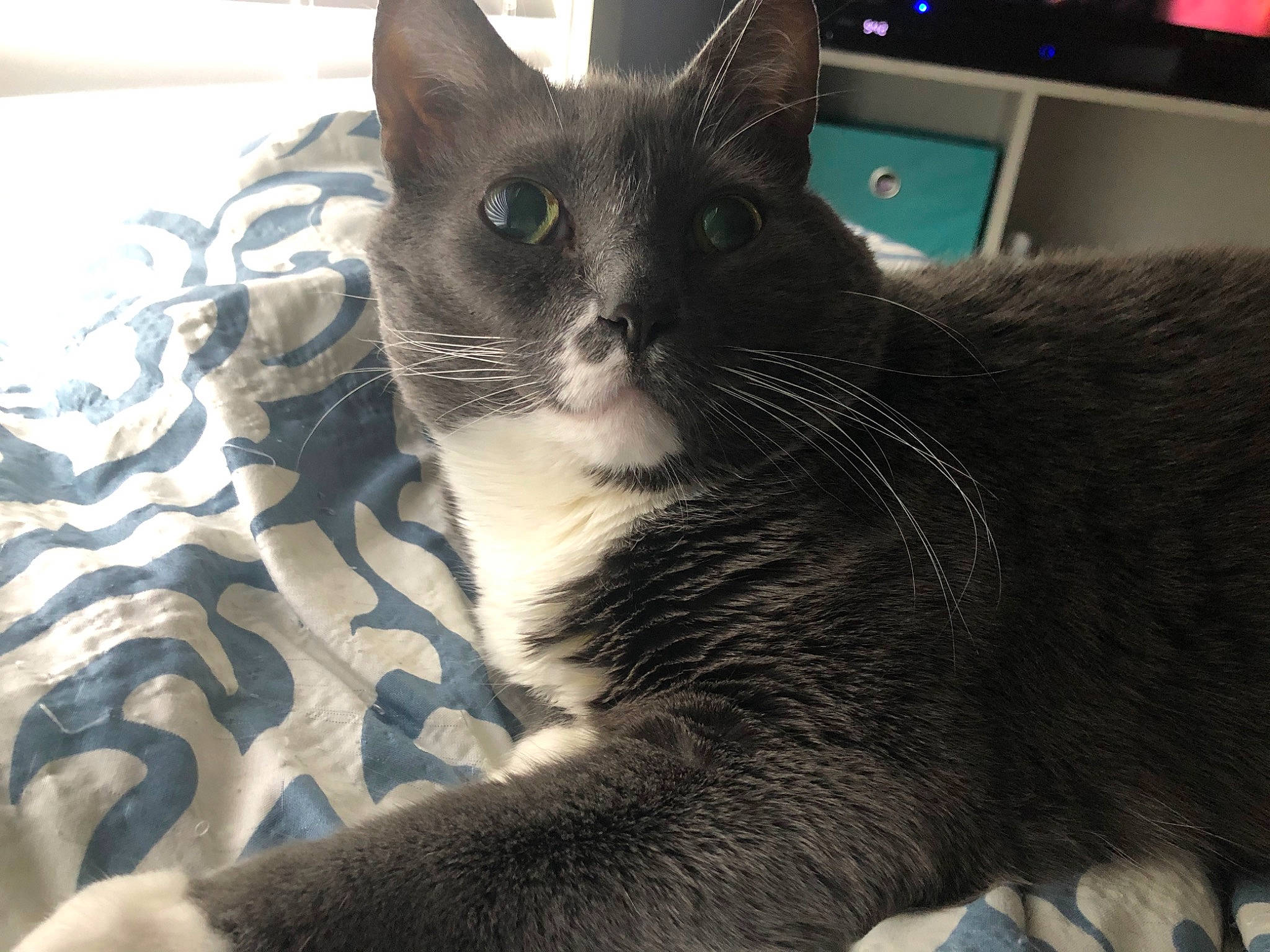 Clarice joined the competition — help win amazing prizes! asian, black_cat, burmese, carnivore, cat, domestic_short_haired_cat, european_shorthair, felidae, kitten, korat, mammal, russian_blue, small_to_medium_sized_cats, snout, vertebrate, whiskers