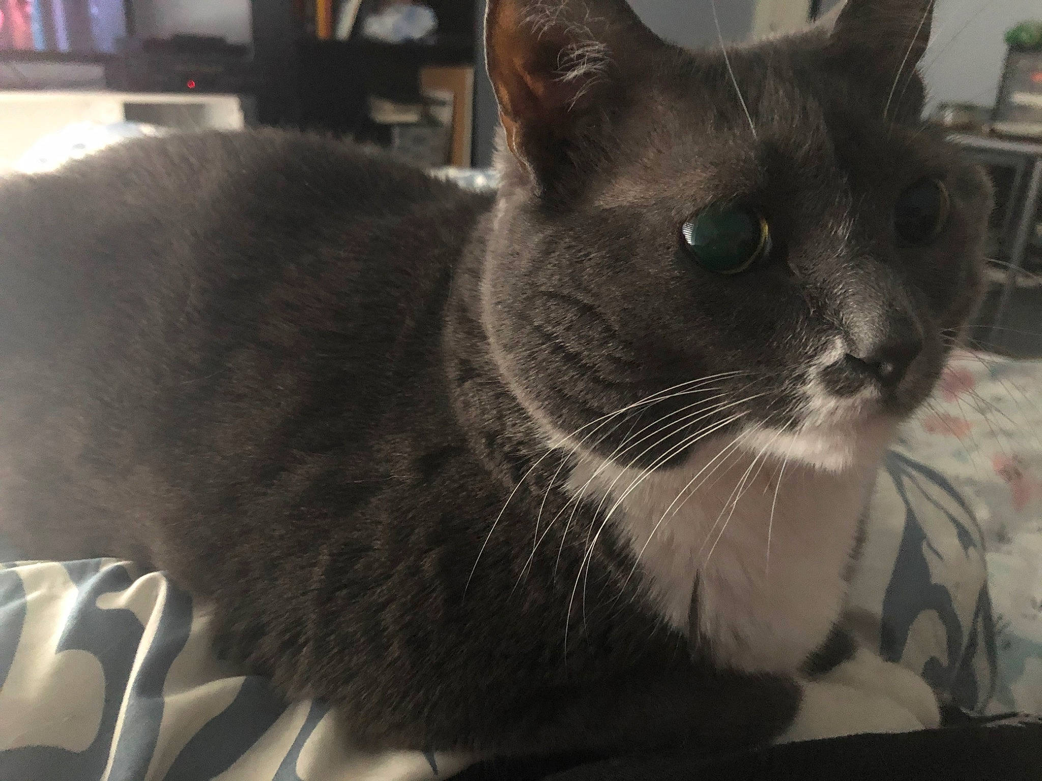 Clarice joined the competition — help win amazing prizes! asian, black_cat, british_shorthair, burmese, carnivore, cat, chartreux, domestic_short_haired_cat, felidae, fur, korat, mammal, nebelung, russian_blue, small_to_medium_sized_cats, snout, tonkinese, vertebrate, whiskers