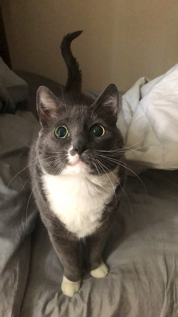 Clarice joined the competition — help win amazing prizes! asian, black_cat, carnivore, cat, domestic_long_haired_cat, domestic_short_haired_cat, felidae, german_rex, kitten, mammal, norwegian_forest_cat, ojos_azules, small_to_medium_sized_cats, snout, vertebrate, whiskers