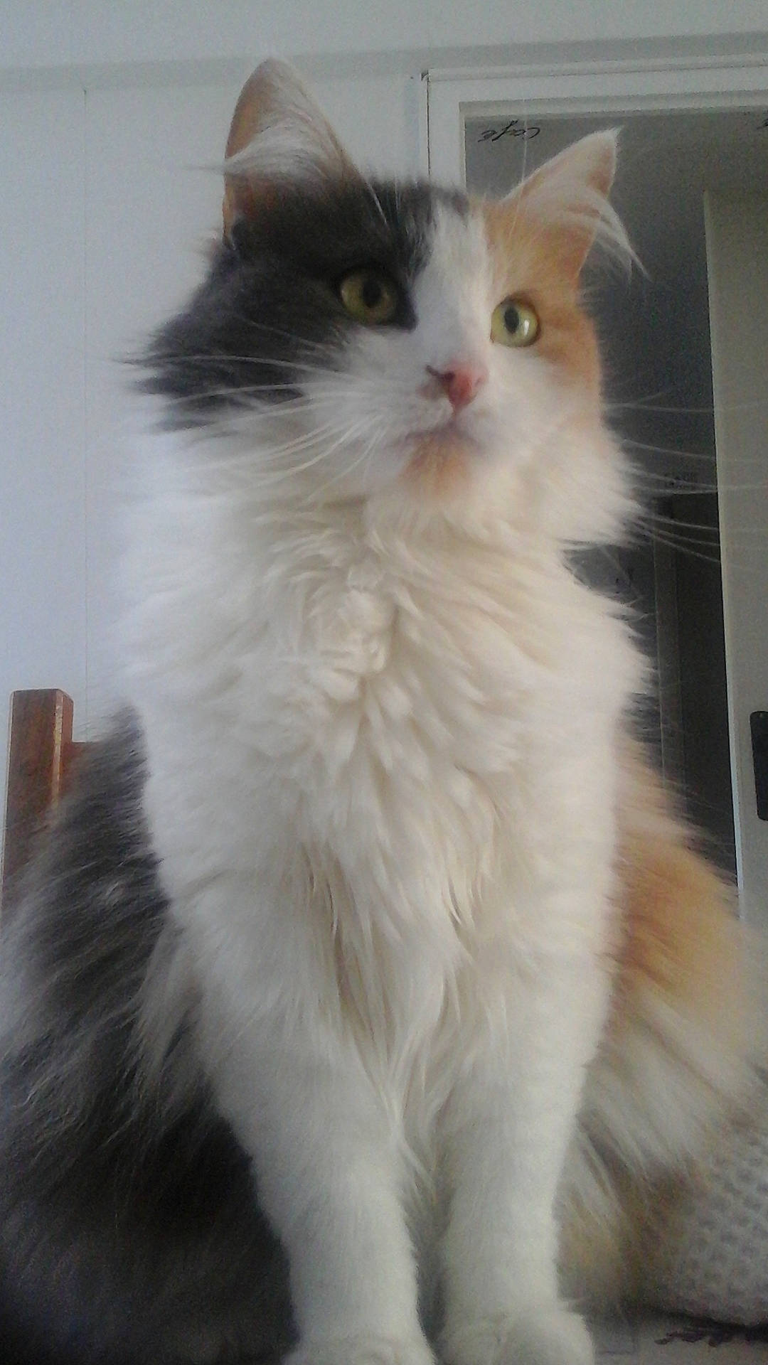 Malou participe au concours pour gagner de l'argent avec cette photo : british_longhair, carnivore, cat, felidae, formal_wear, fur, small_to_medium_sized_cats, snout, tail, terrestrial_animal, whiskers