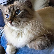 Pépita participe au concours pour gagner de l'argent avec cette photo : cat, blue_eyes, fluffy_fur, whiskers, lap, person, jeans, indoor, close_up, pet, domestic_cat, relaxed, feline, cute, soft, animal, companion, couch, resting, portrait