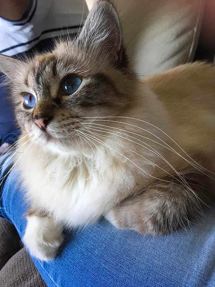 Pépita participe au concours pour gagner de l'argent avec cette photo : cat, blue_eyes, fluffy_fur, whiskers, lap, person, jeans, indoor, close_up, pet, domestic_cat, relaxed, feline, cute, soft, animal, companion, couch, resting, portrait