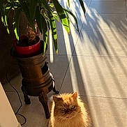 Caramel a rejoint le concours — aidez-le/la à gagner de superbes lots ! cat, fluffy_cat, orange_cat, indoor, sunlight, shadow, potted_plant, tile_floor, window, plant, pet, feline, domestic_animal, sunbeam, home_interior, cozy, cute, animal, sitting, daylight