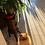 cat, fluffy_cat, orange_cat, indoor, sunlight, shadow, potted_plant, tile_floor, window, plant, pet, feline, domestic_animal, sunbeam, home_interior, cozy, cute, animal, sitting, daylight