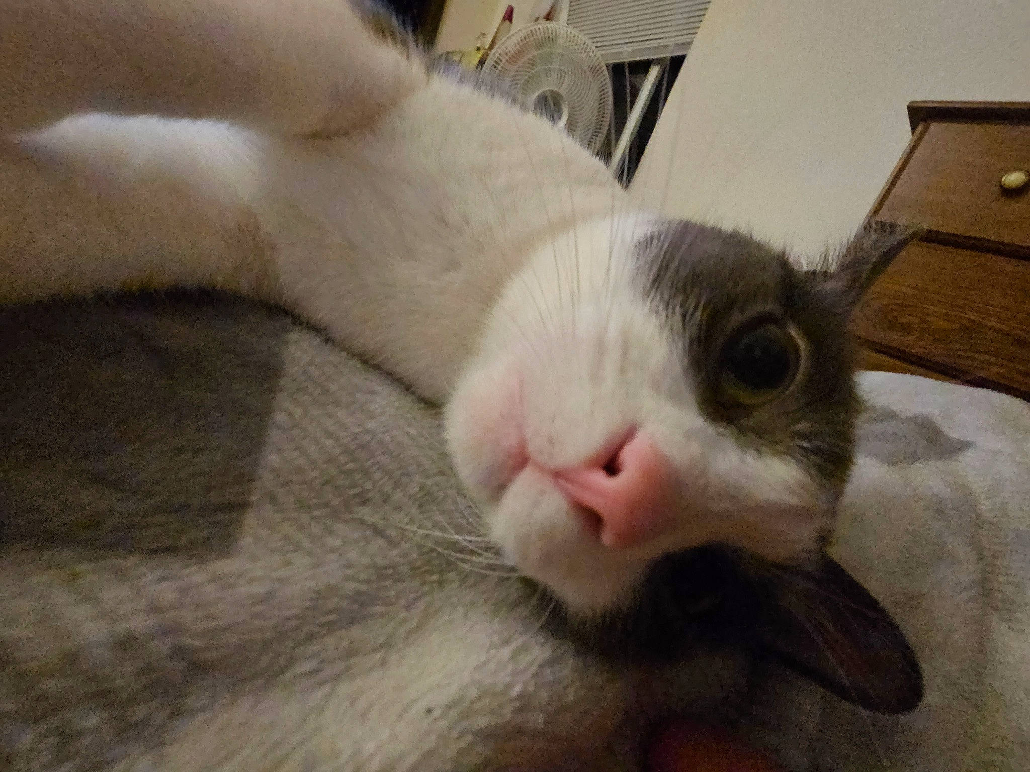 Sage joined the competition — help win amazing prizes! carnivore, cat, comfort, ear, eyelash, fawn, felidae, fur, small_to_medium_sized_cats, snout, tail, terrestrial_animal, whiskers