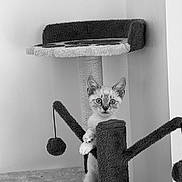 Ava participe au concours pour gagner de l'argent avec cette photo : alert, animal, black_and_white, cat, cat_tree, climbing, curious, cute, ears, feline, fur, home, indoor, kitten, monochrome, pet, playful, scratching_post, toy, whiskers