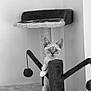 alert, animal, black_and_white, cat, cat_tree, climbing, curious, cute, ears, feline, fur, home, indoor, kitten, monochrome, pet, playful, scratching_post, toy, whiskers