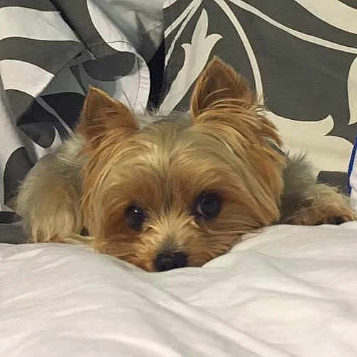 Stella
