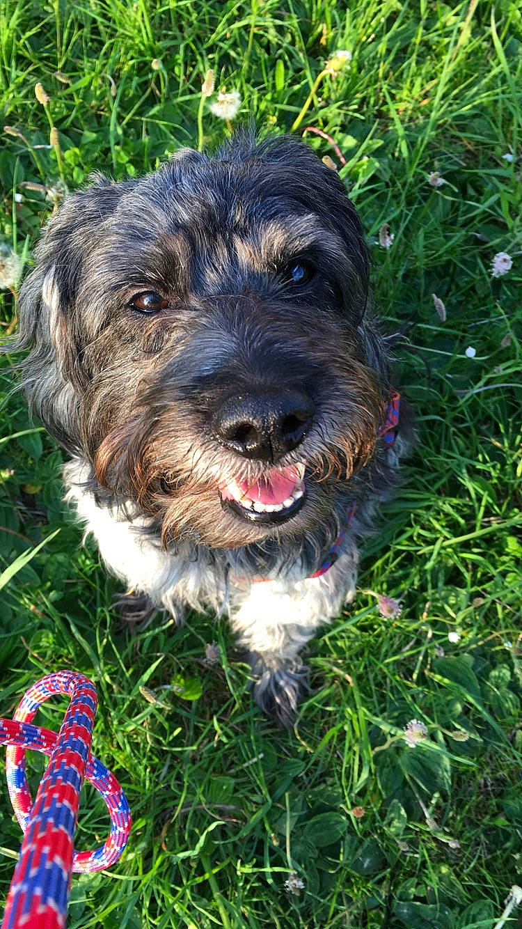 Cali a rejoint le concours — aidez-le/la à gagner de superbes lots ! bosnian_coarse_haired_hound, canidae, cao_da_serra_de_aires, carnivore, catalan_sheepdog, cesky_fousek, dog, dog_breed, german_wirehaired_pointer, mammal, petit_basset_griffon_vendeen, rare_breed_dog, schnoodle, sporting_group, sporting_lucas_terrier, stichelhaar, terrier, vertebrate, wirehaired_pointing_griffon, working_terrier