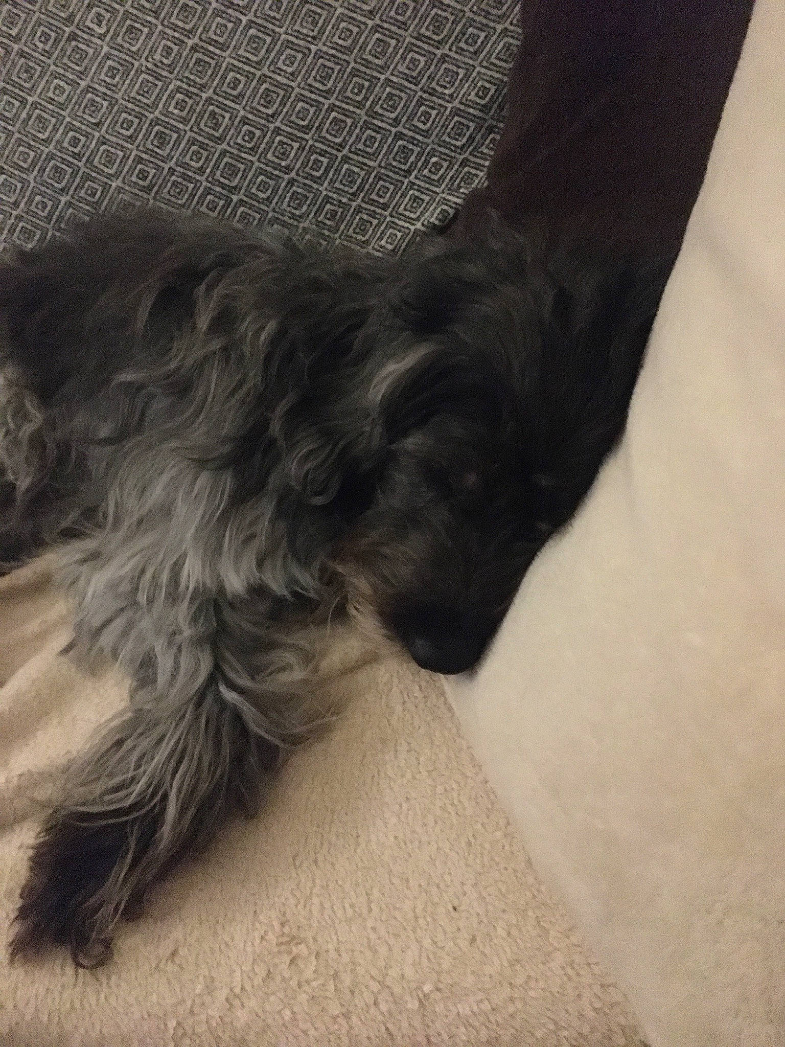 Cali participe au concours pour gagner de l'argent avec cette photo : canidae, carnivore, dog, dog_breed, ear, fur, miniature_schnauzer, morkie, puppy, schnauzer, sporting_group, tail, terrier