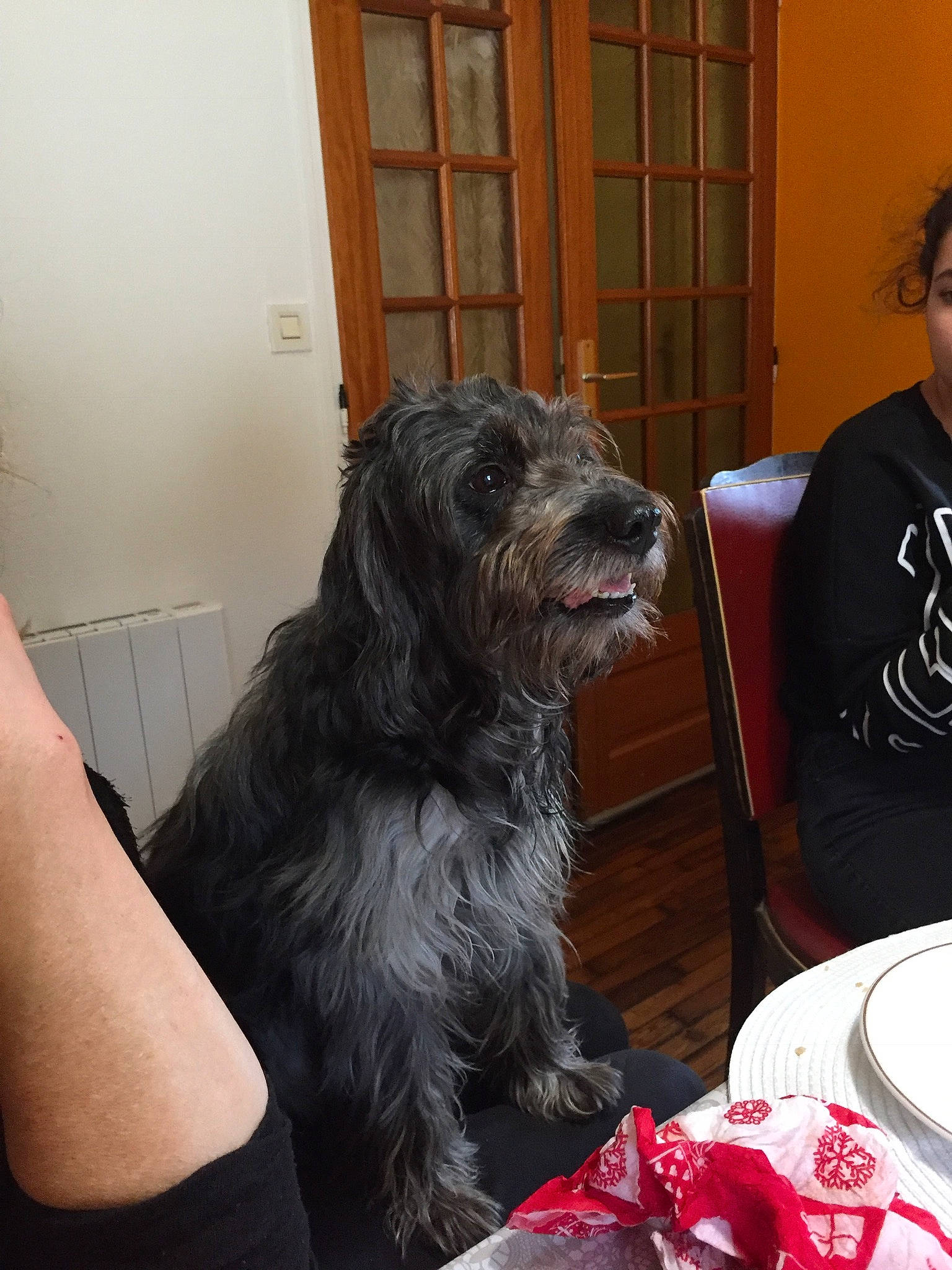 Cali participe au concours pour gagner de l'argent avec cette photo : canidae, carnivore, catalan_sheepdog, companion_dog, dog, dog_breed, irish_wolfhound, mammal, miniature_schnauzer, sporting_group, terrier, vertebrate