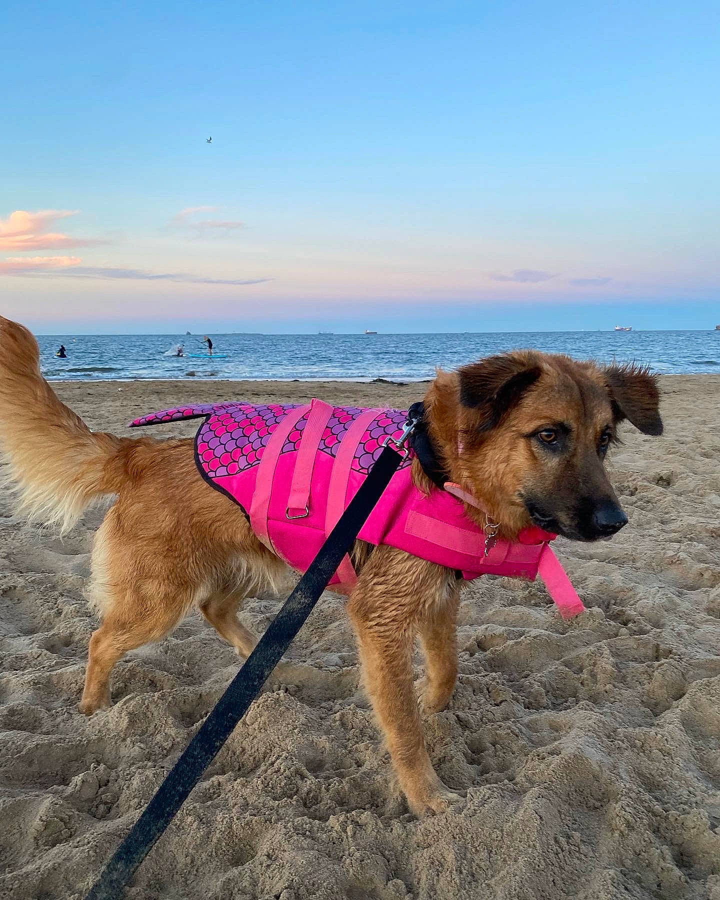 Lara joined the competition — help win amazing prizes! beach, canidae, carnivore, cloud, collar, companion_dog, dog, dog_breed, dog_collar, dog_supply, fashion_accessory, fawn, landscape, leash, pet_supply, sky, sporting_group, tail, water, working_animal