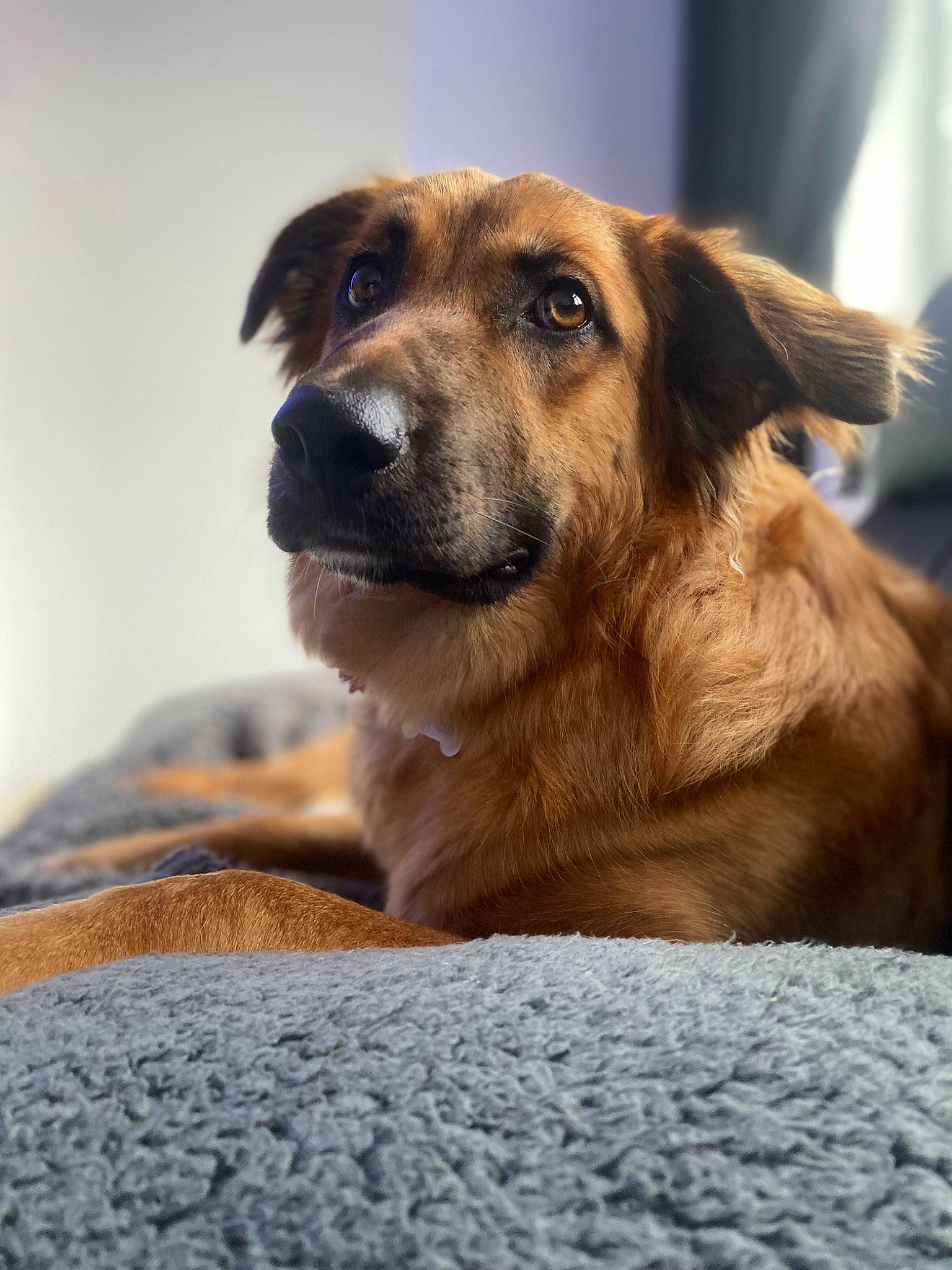 Lara is registered to the contest to win money with this photo: canidae, carnivore, clock, companion_dog, dog, dog_breed, fawn, fur, snout, sporting_group, street_dog, terrestrial_animal, whiskers, wildlife, working_dog