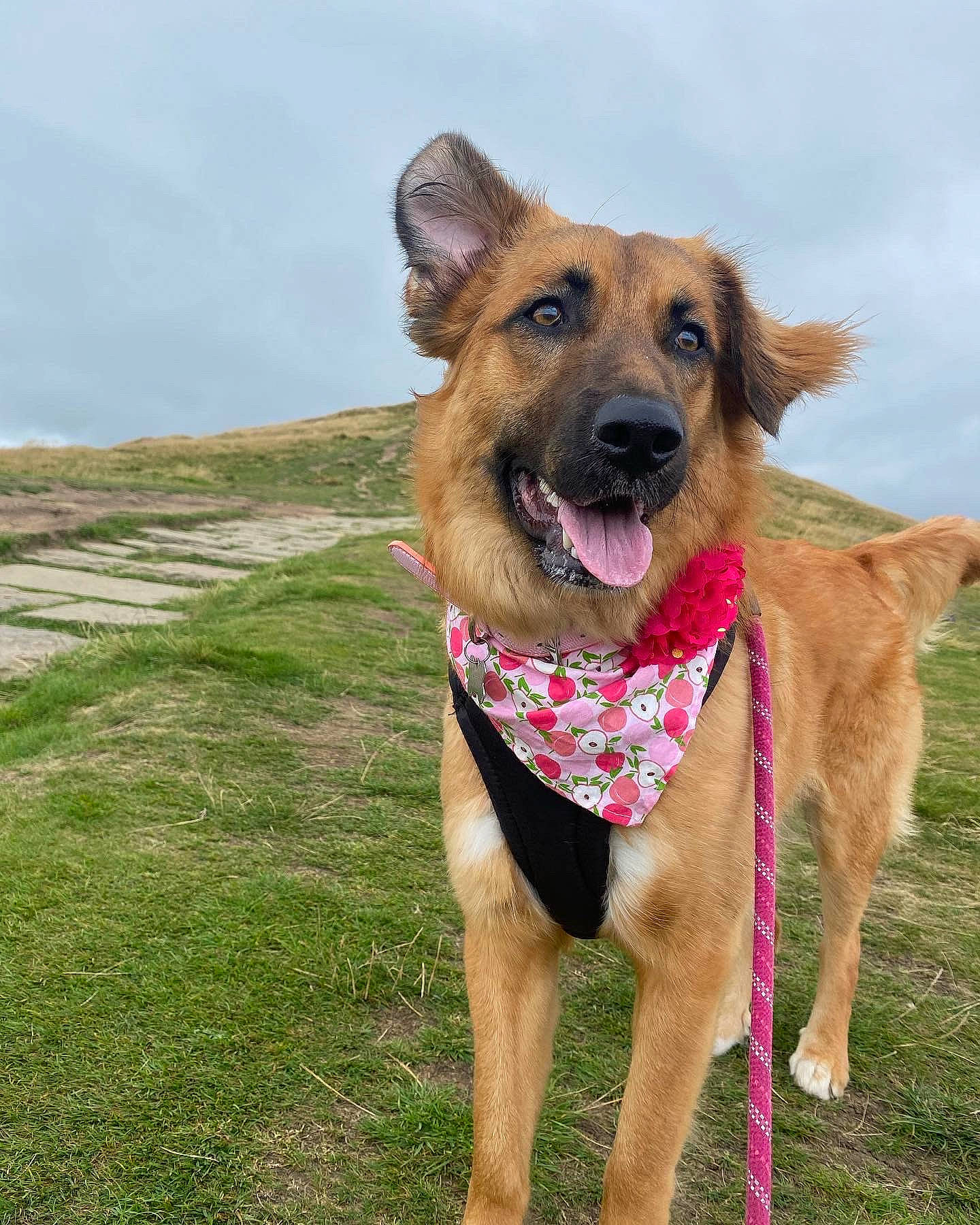 Lara joined the competition — help win amazing prizes! ancient_dog_breeds, canidae, carnivore, cloud, collar, companion_dog, dog, dog_breed, dog_collar, dog_supply, east_european_shepherd, fawn, german_shepherd_dog, grass, herding_dog, pet_supply, sky, sporting_group, working_animal, working_dog