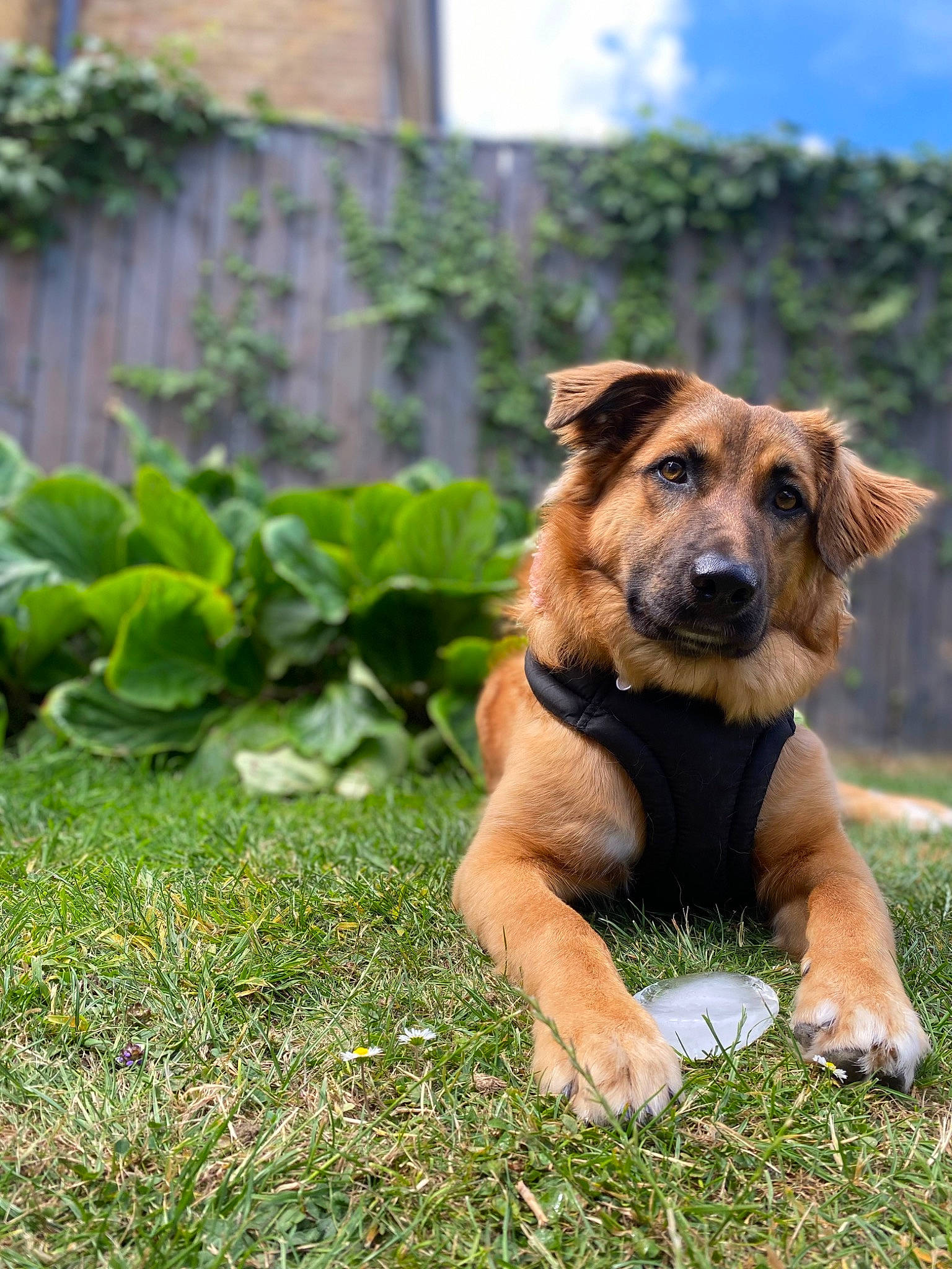 Lara joined the competition — help win amazing prizes! canidae, carnivore, cloud, companion_dog, dog, dog_breed, fur, grass, groundcover, herb, plant, puppy, sky, snout, sporting_group, terrestrial_animal, whiskers, wildlife, working_animal, working_dog