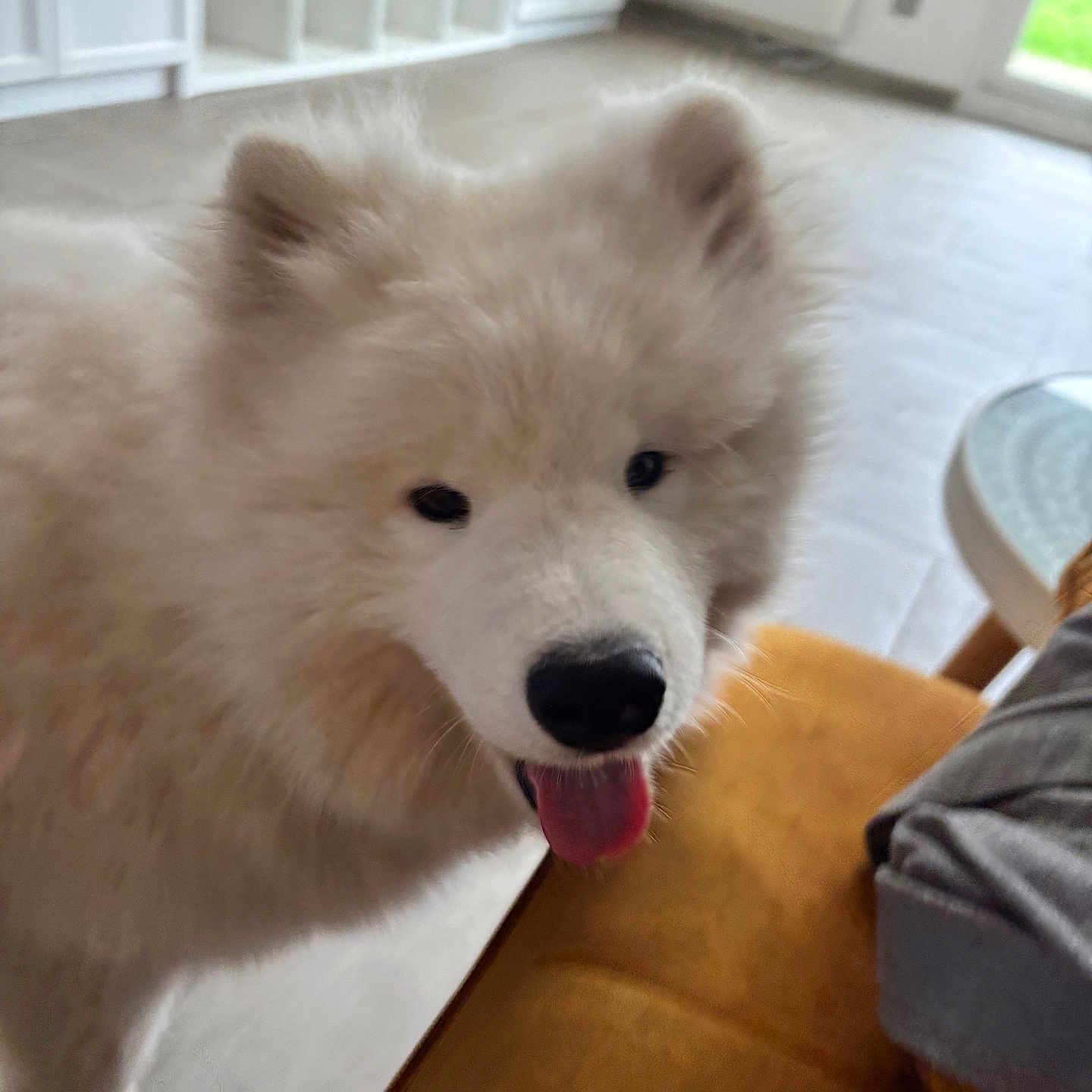 Yoko a rejoint le concours — aidez-le/la à gagner de superbes lots ! animal, arcticfox, bodypart, canine, chow, couch, dog, door, eskimodog, fox, furniture, husky, mouth, person, pet, puppy, snout, tongue, whitedog