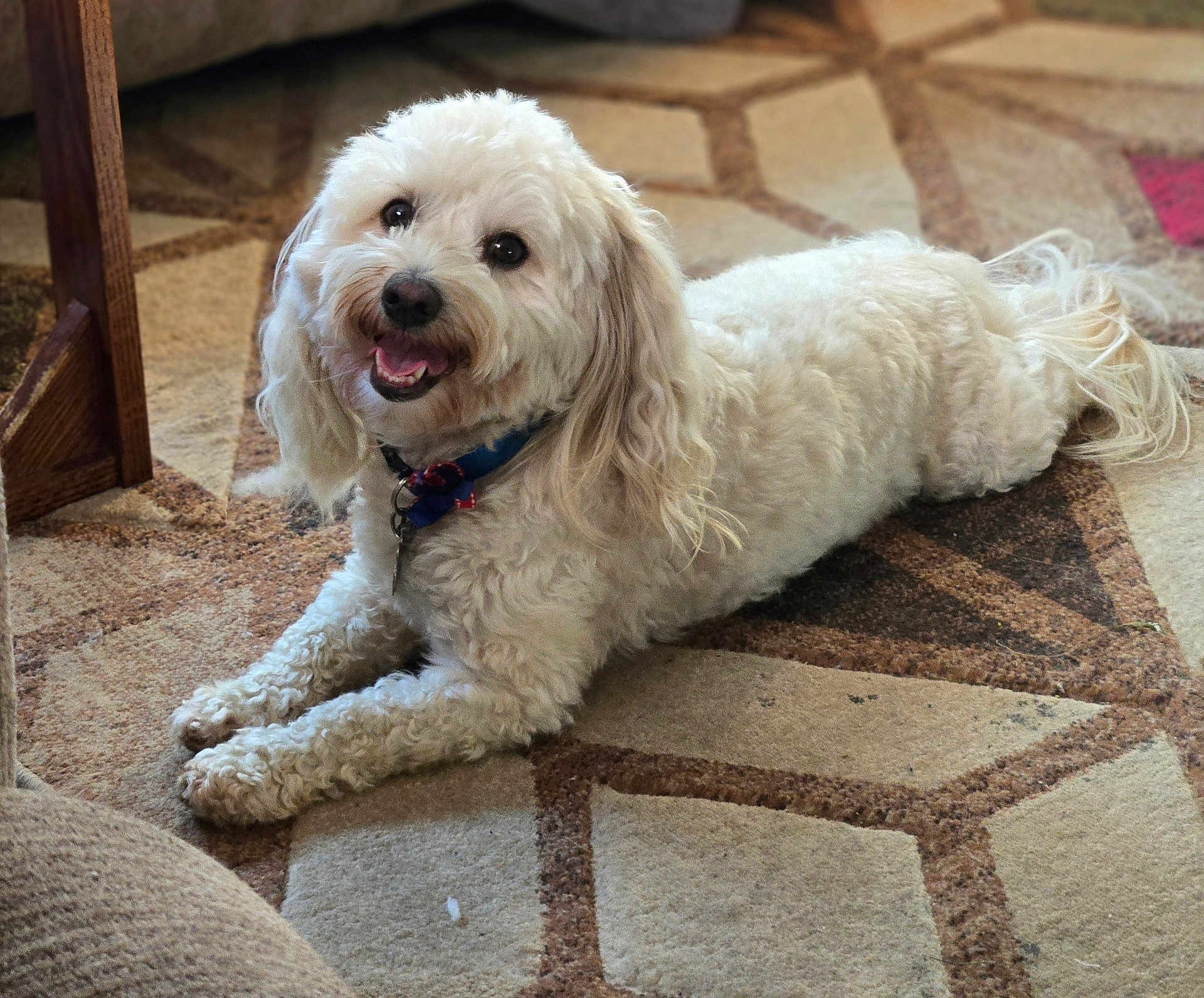 Loki joined the competition — help win amazing prizes! dog, white_dog, pet, indoor, carpet, floor, smiling, cute, fluffy, collar, canine, animal, laying_down, looking_up, home, domestic, furry, friendly, companion, relaxed
