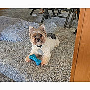 Bishop is registered to the contest to win money with this photo: dog, small_dog, toy, blue_toy, carpet, indoor, furniture, step, paws, fur, cute, pet, collar, relaxed, home, floor, living_room, animal, playful, cozy