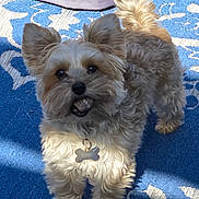 Remi joined the competition — help win amazing prizes! dog, small_dog, fluffy, brown, tan, fur, pet, indoor, carpet, blue_carpet, patterned_carpet, sunlight, shadow, collar, tag, cute, animal, looking_up, standing, ears