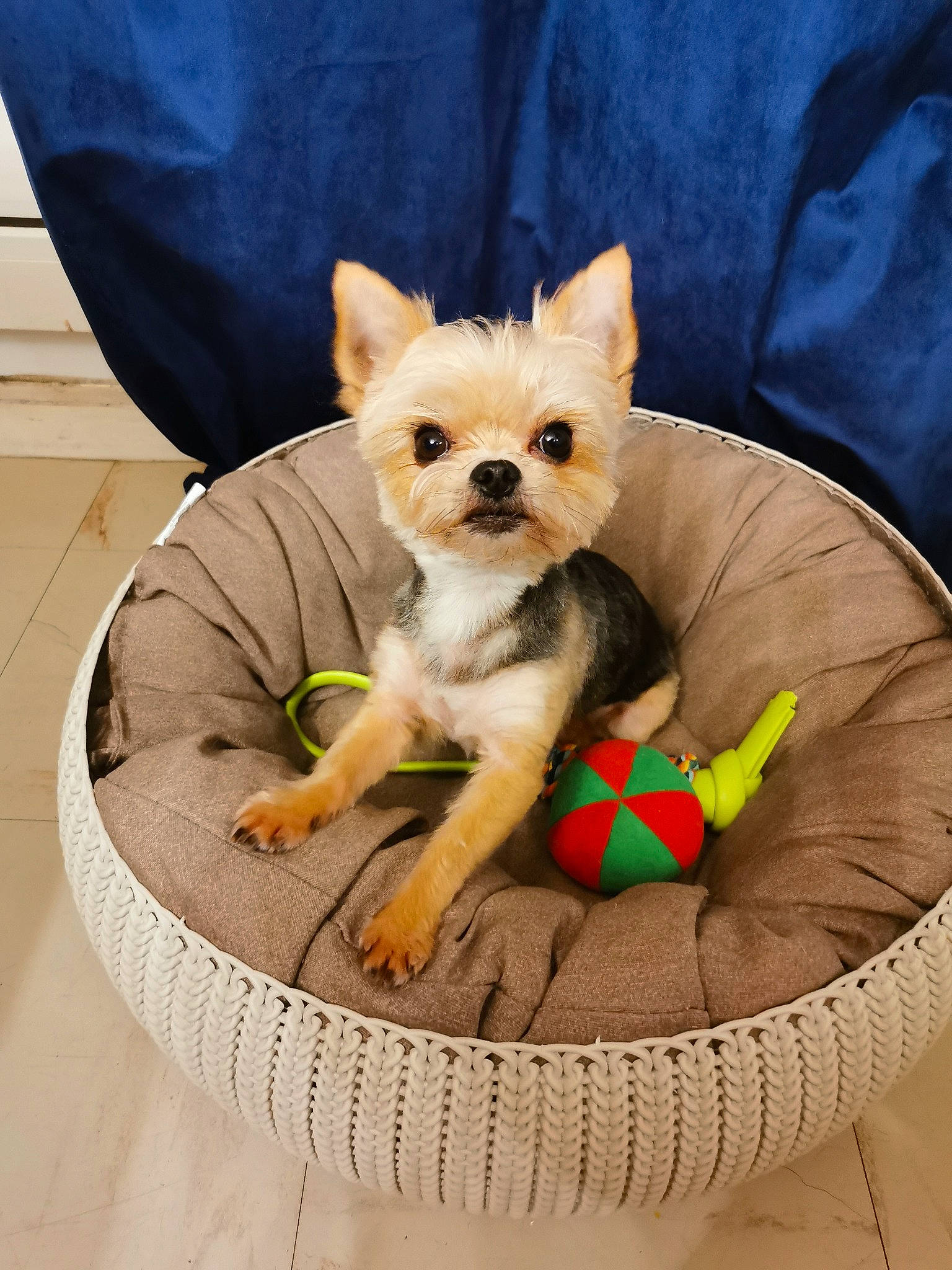 Pitchu a rejoint le concours — aidez-le/la à gagner de superbes lots ! bag, canidae, carnivore, comfort, companion_dog, dog, dog_bed, dog_breed, dog_clothes, dog_supply, fawn, felidae, luggage_and_bags, pet_supply, small_to_medium_sized_cats, snout, sporting_group, toy_dog, whiskers, working_animal