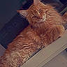 animal, cabinet, cat, close_up, drawer, ears, feline, fluffy, fur, furniture, indoors, long_hair, looking_at_camera, lying_down, orange_cat, pet, portrait, relaxed, warm_tones, whiskers
