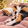  curled_up, bed, calico_cat, cat, close_up, cozy, furry, houseplant, indoors, nap, paws, peaceful, pet, pink_blanket, relaxed, sleeping, soft_texture, sunlight, warm_lighting, whiskers