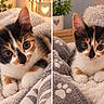 Nala a rejoint le concours — aidez-le/la à gagner de superbes lots ! animal, blanket, calico, cat, closeup, cozy, cute, cute_pet, decor, ears, eyes, feline, fur, indoor, kitten, paw_print, pet, portrait, soft, warm_lighting