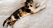 Nala participe au concours pour gagner de l'argent avec cette photo : animal, calico, cat, cozy, cute, ears, feline, fluffy, fur, indoor, kitten, lying_down, paws, pet, portrait, relaxed, small, whiskers, white_blanket, young