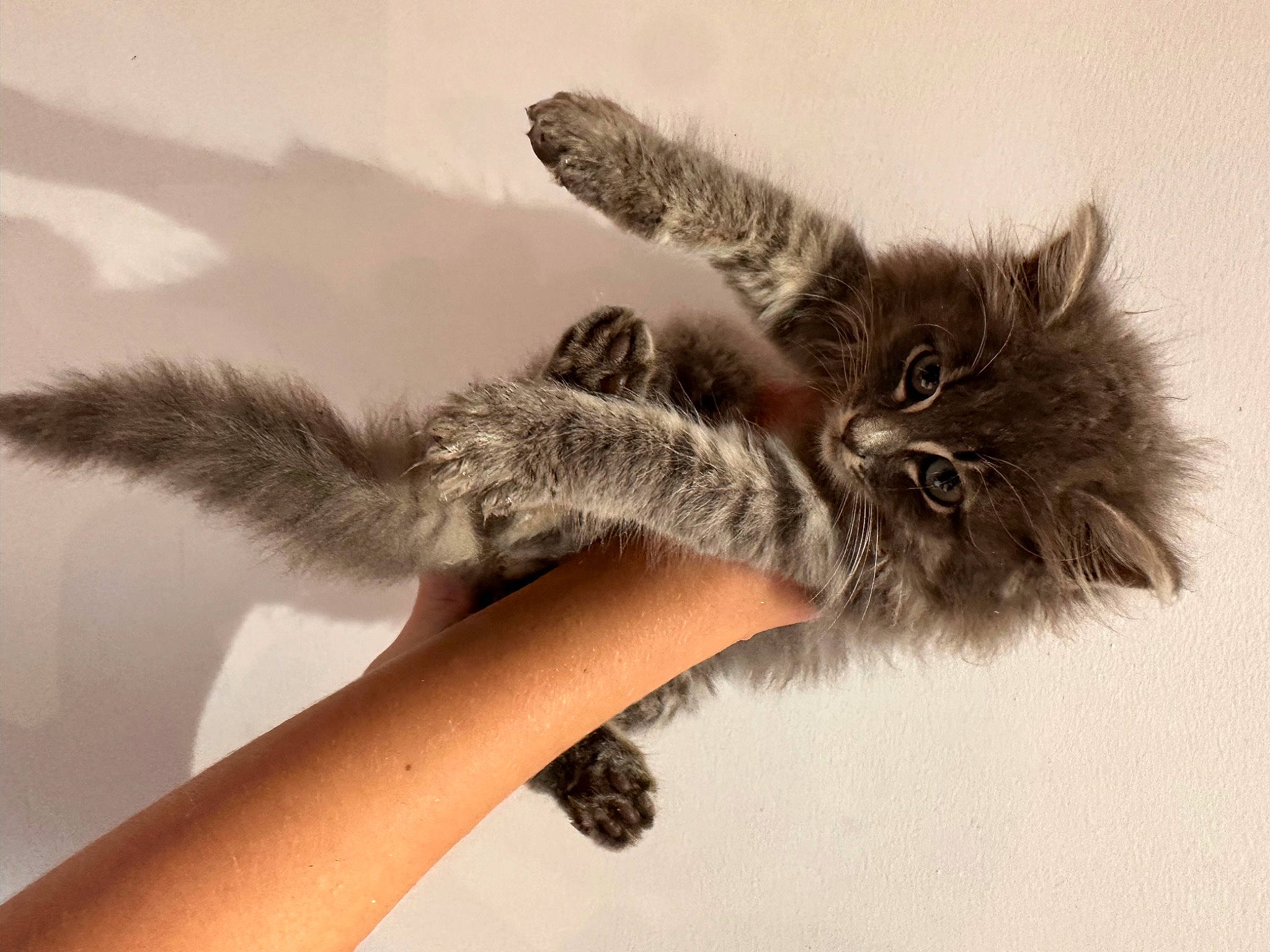 Bidule a rejoint le concours — aidez-le/la à gagner de superbes lots ! carnivore, cat, claw, close_up, fashion_accessory, felidae, foot, fur, gesture, human_leg, leg, nail, paw, plant, small_to_medium_sized_cats, snout, tail, terrestrial_animal, toe, whiskers