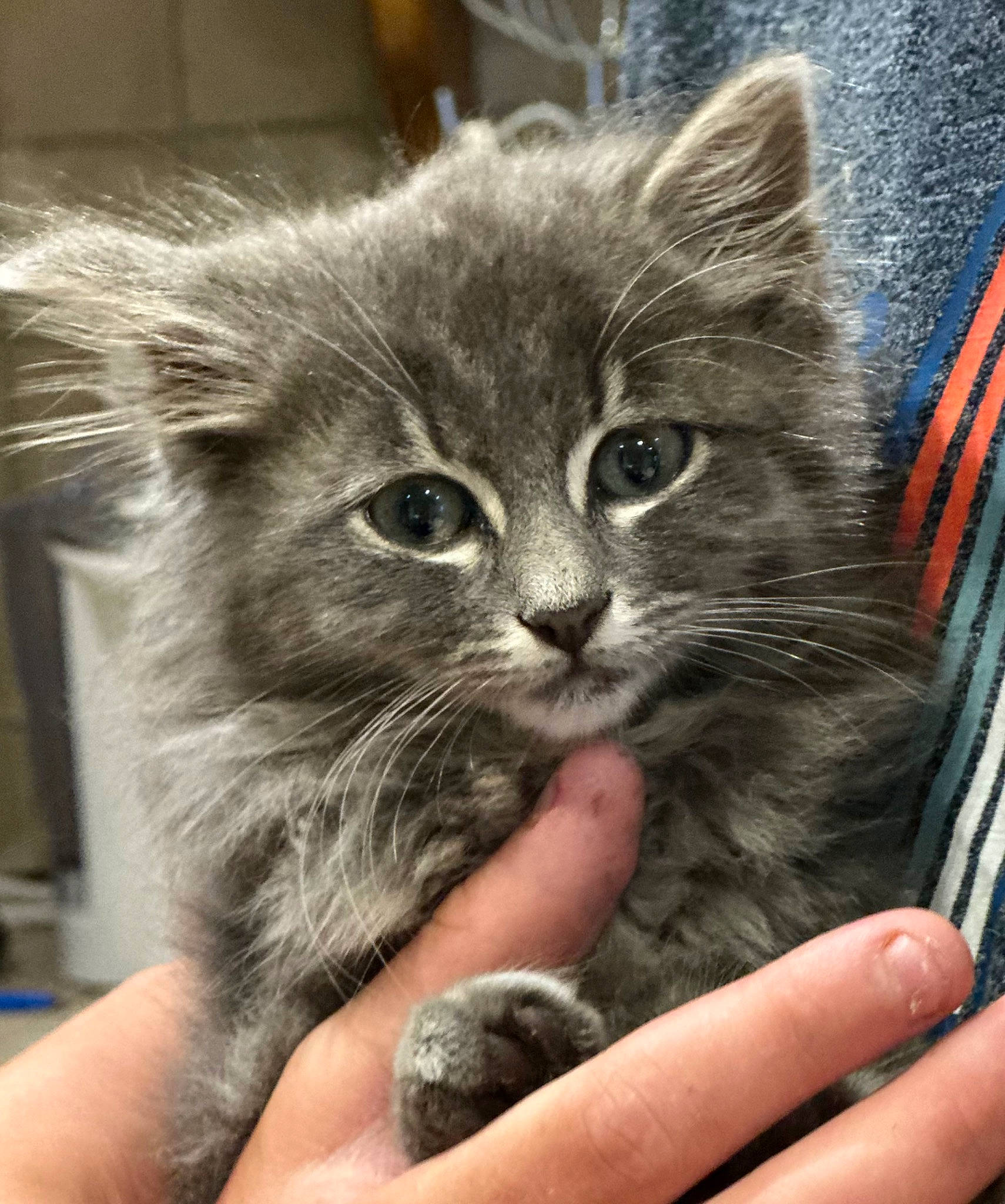 Bidule participe au concours pour gagner de l'argent avec cette photo : british_longhair, carnivore, cat, claw, comfort, domestic_short_haired_cat, felidae, finger, fur, gesture, nail, paw, small_to_medium_sized_cats, snout, terrestrial_animal, thumb, whiskers