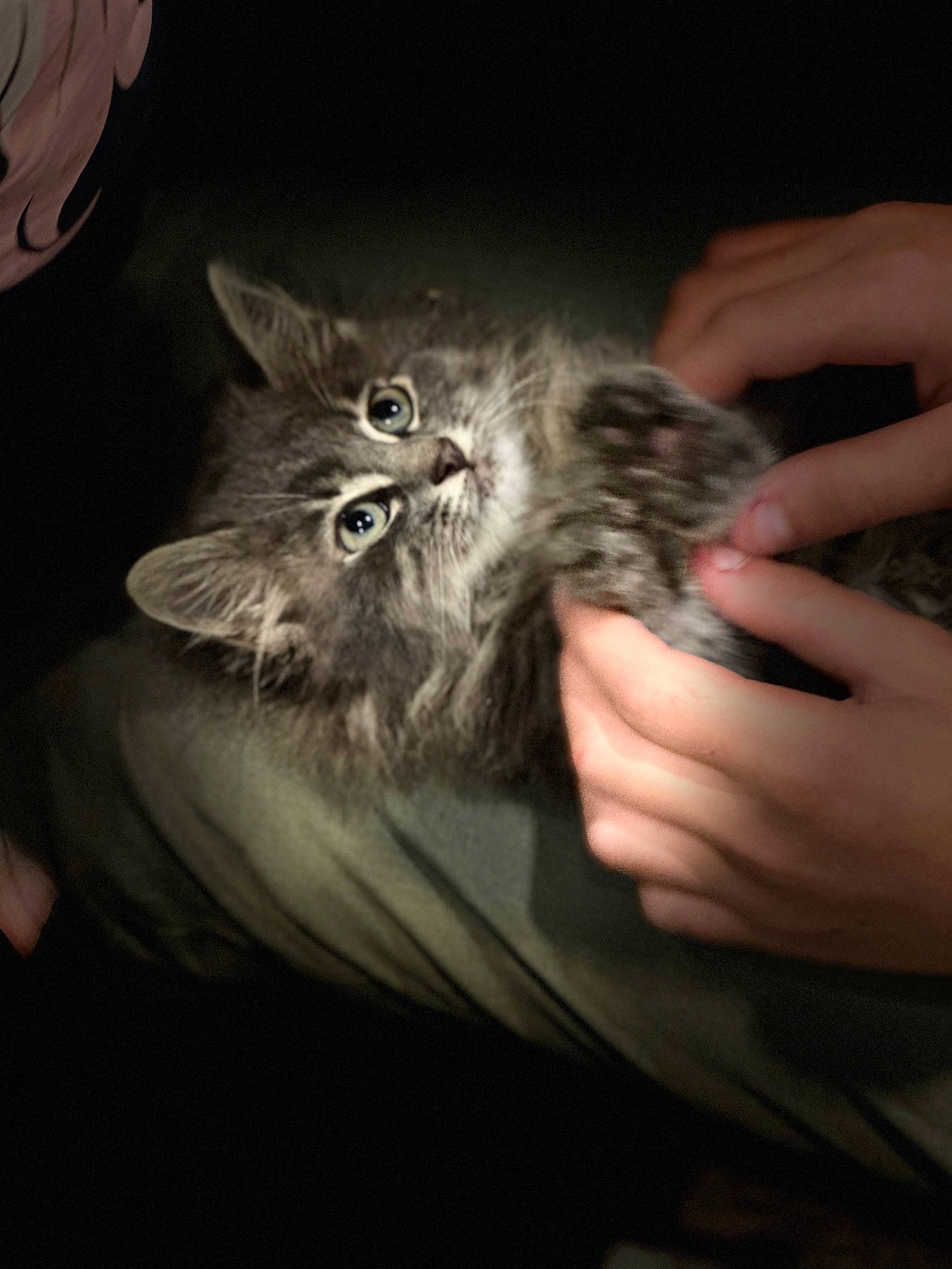 Bidule participe au concours pour gagner de l'argent avec cette photo : carnivore, cat, claw, darkness, domestic_short_haired_cat, felidae, fur, gesture, hand, monochrome, nail, paw, plant, small_to_medium_sized_cats, terrestrial_animal, whiskers