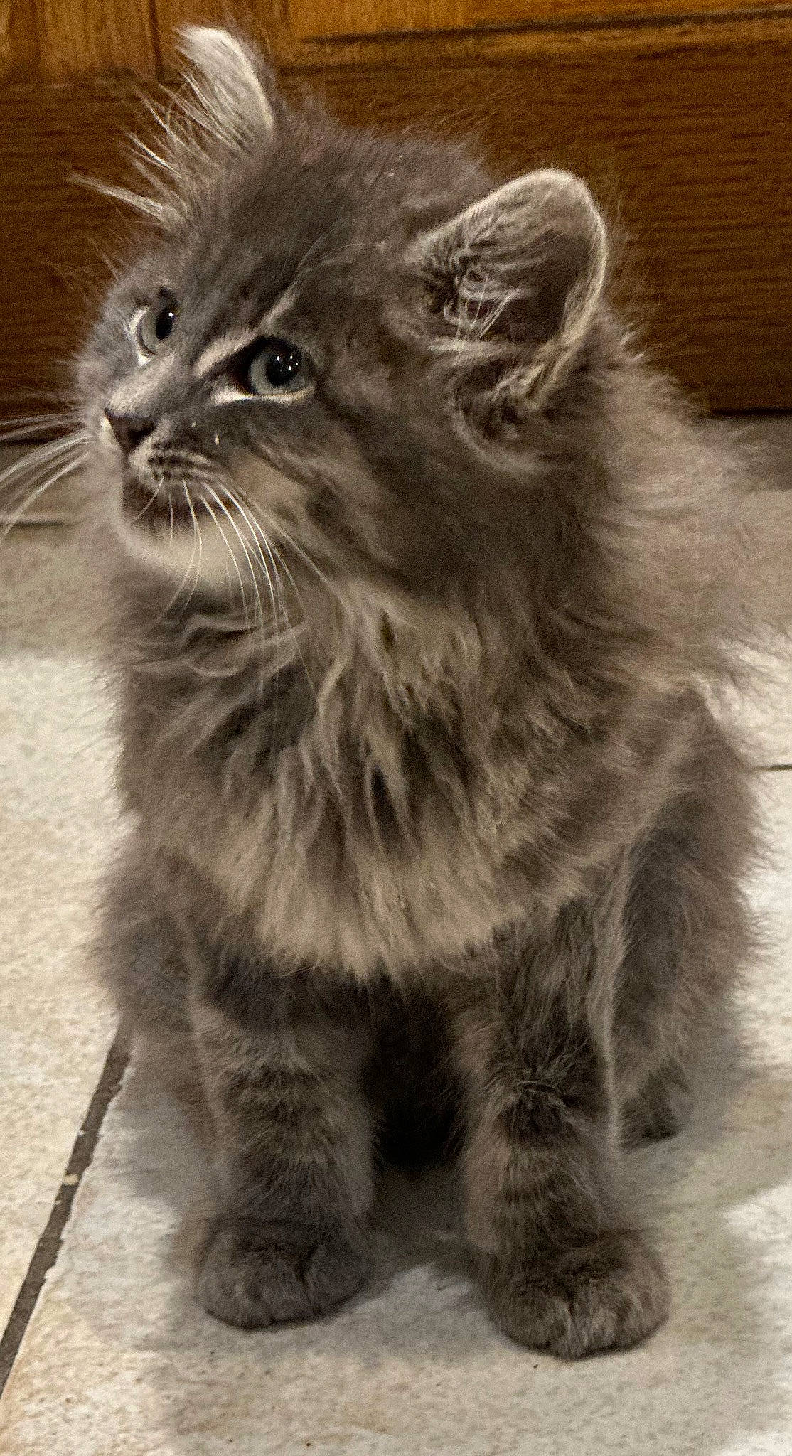 Bidule participe au concours pour gagner de l'argent avec cette photo : british_longhair, carnivore, cat, claw, domestic_short_haired_cat, felidae, fur, grey, monochrome, monochrome_photography, paw, small_to_medium_sized_cats, snout, tail, terrestrial_animal, whiskers, wildlife