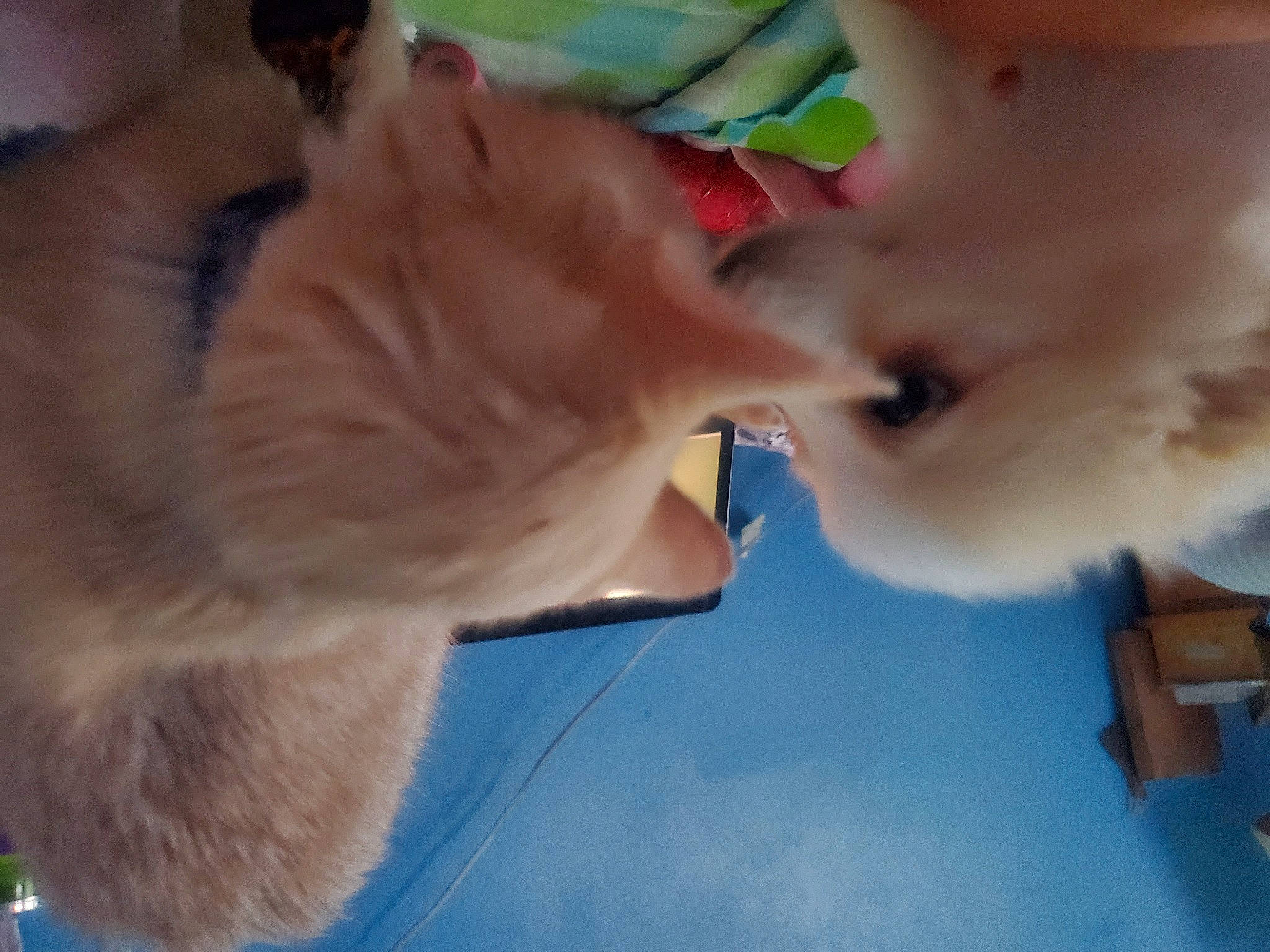 Ban is registered to the contest to win money with this photo: canidae, carnivore, companion_dog, dog, dog_breed, ear, fawn, felidae, fun, fur, gesture, jaw, nose, paw, sky, small_to_medium_sized_cats, snout, sporting_group, tail, whiskers