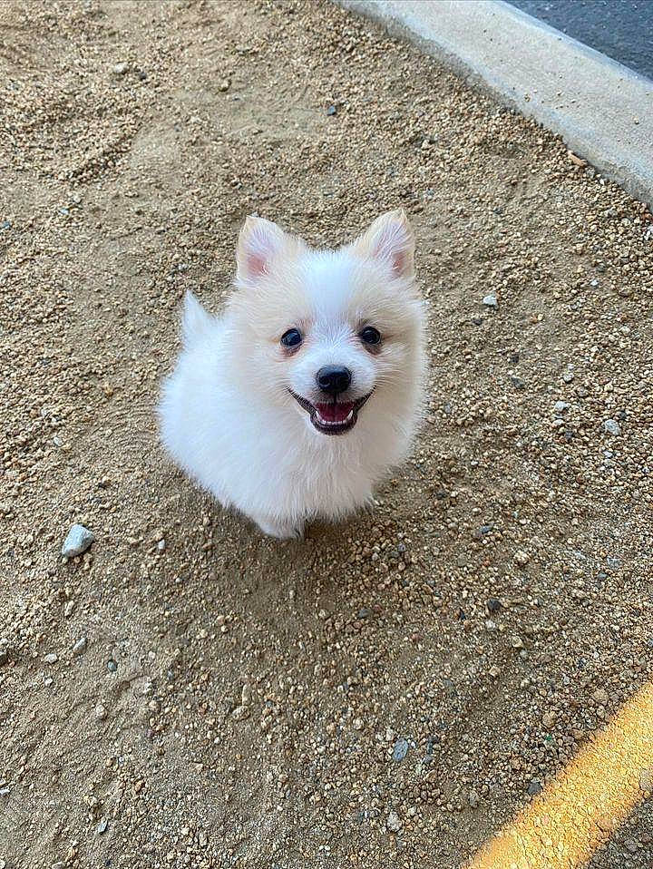 Ban joined the competition — help win amazing prizes! asphalt, canidae, carnivore, collar, companion_dog, dog, dog_breed, fawn, fur, german_spitz, german_spitz_klein, indian_spitz, japanese_spitz, road_surface, samoyed, snout, spitz, sporting_group, tail, volpino_italiano