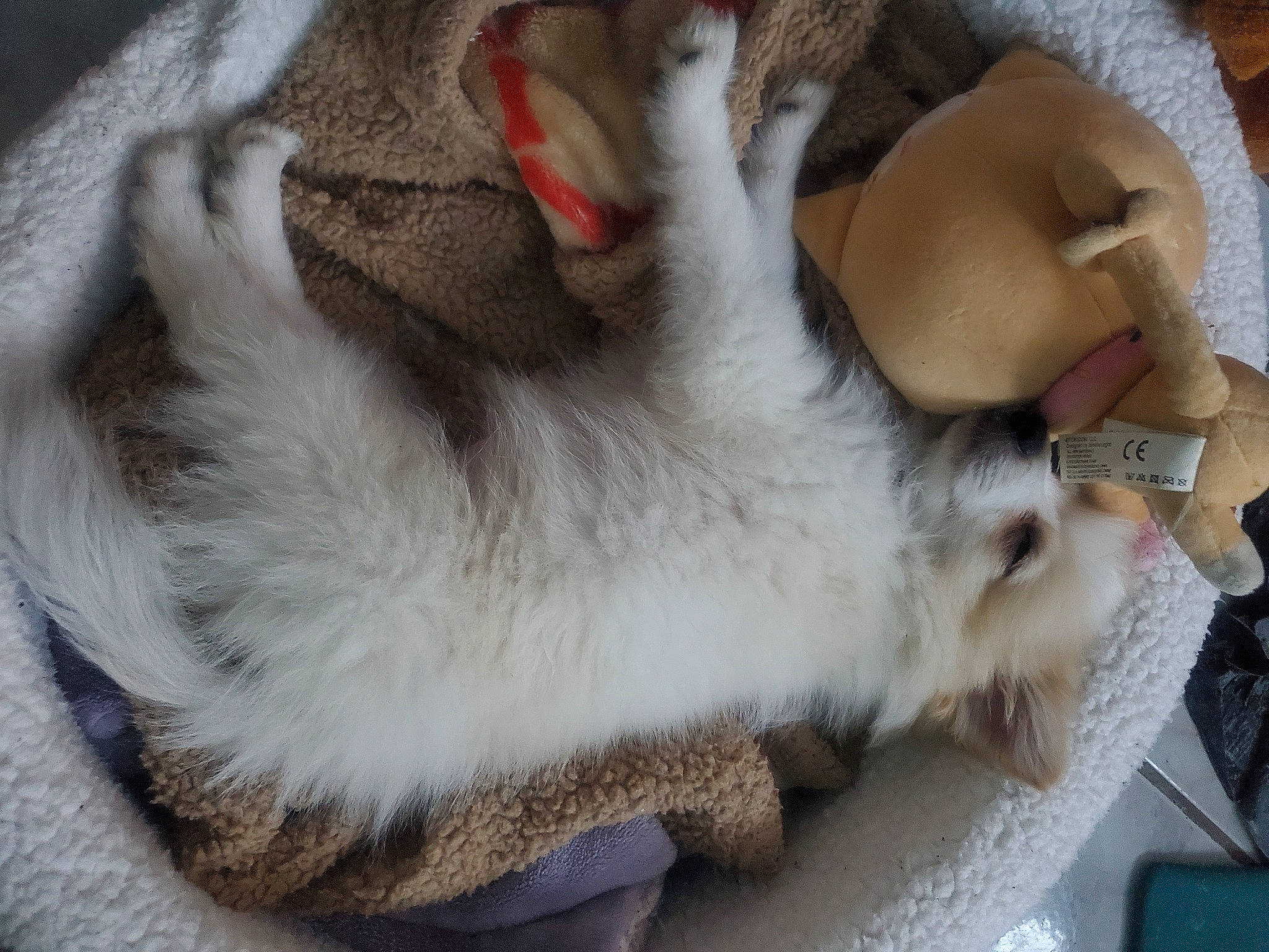 Ban is registered to the contest to win money with this photo: canidae, carnivore, cat, claw, comfort, companion_dog, dog_breed, domestic_short_haired_cat, fang, fawn, felidae, flooring, fur, nap, paw, small_to_medium_sized_cats, snout, sporting_group, tail, whiskers