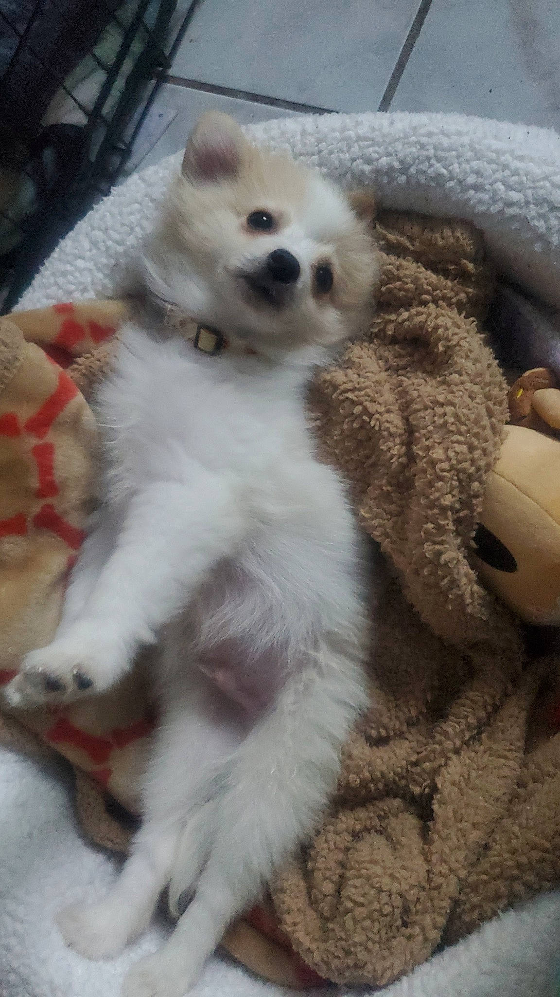 Ban joined the competition — help win amazing prizes! carnivore, claw, companion_dog, dog_breed, fawn, fur, paw, snout, tail, terrestrial_animal, toy_dog, whiskers, working_animal