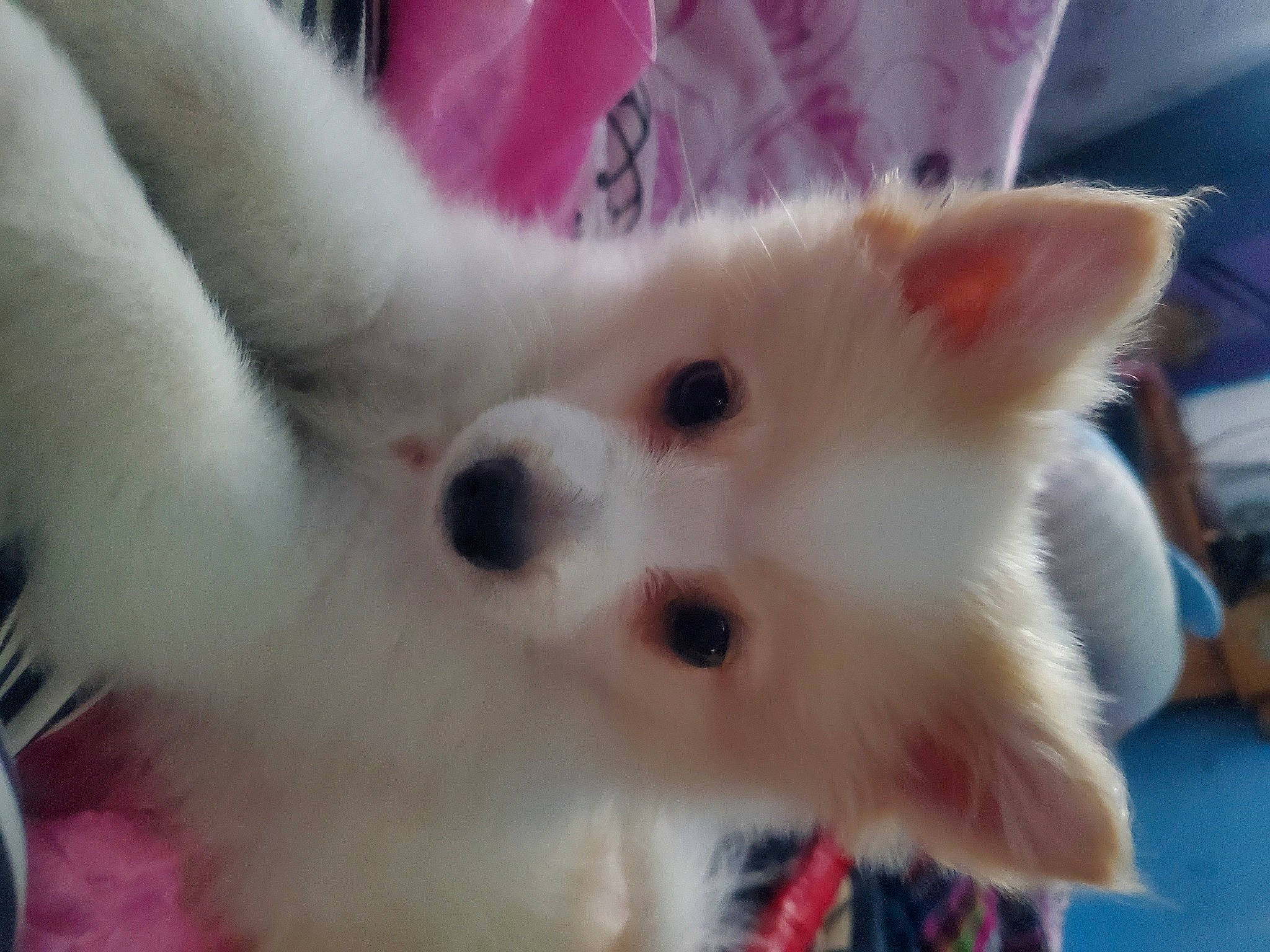 Ban joined the competition — help win amazing prizes! american_eskimo_dog, carnivore, companion_dog, dog, dog_breed, ear, fawn, fur, japanese_spitz, non_sporting_group, samoyed, snout, toy_dog, volpino_italiano, whiskers, working_animal