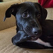 Winston is registered to the contest to win money with this photo: beagador, borador, canidae, carnivore, dog, dog_breed, italian_greyhound, labrador_retriever, lurcher, mammal, patterdale_terrier, puppy, rare_breed_dog, snout, sporting_group, whippet, whiskers