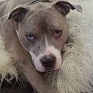 Trick joined the competition — help win amazing prizes! animal, blue_eye, brown_eye, canine, closeup, collar, dog, face, fluffy, fur, heterochromia, indoor, lying_down, nosed, paw, pet, pillow, relaxed, resting, sofa