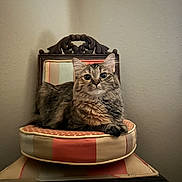 Muffie Bailey is registered to the contest to win money with this photo: animal, cat, chair, cozy, cushion, decor, ears, eyes, face, feline, fur, home, indoor, looking, mirror, pet, resting, striped, tabby_cat, wooden_furniture