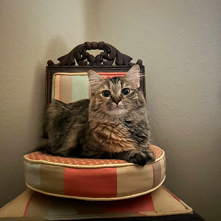 Muffie Bailey is registered to the contest to win money with this photo: animal, cat, chair, cozy, cushion, decor, ears, eyes, face, feline, fur, home, indoor, looking, mirror, pet, resting, striped, tabby_cat, wooden_furniture