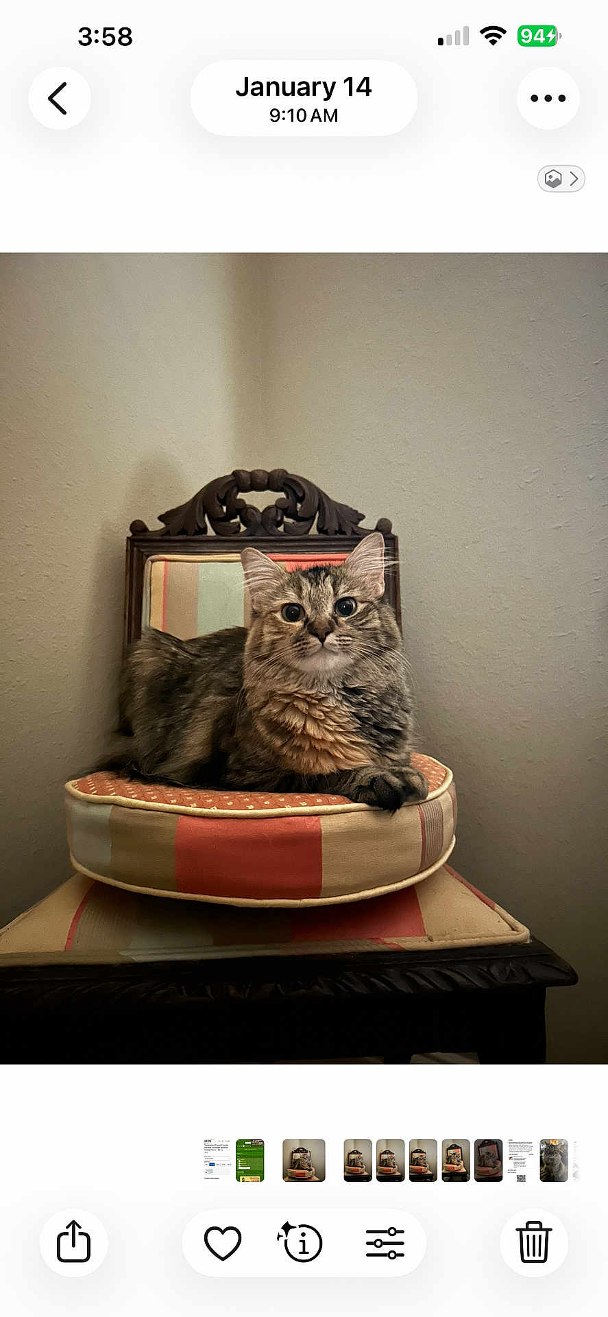 Muffie Bailey is registered to the contest to win money with this photo: animal, cat, chair, cozy, cushion, decor, ears, eyes, face, feline, fur, home, indoor, looking, mirror, pet, resting, striped, tabby_cat, wooden_furniture