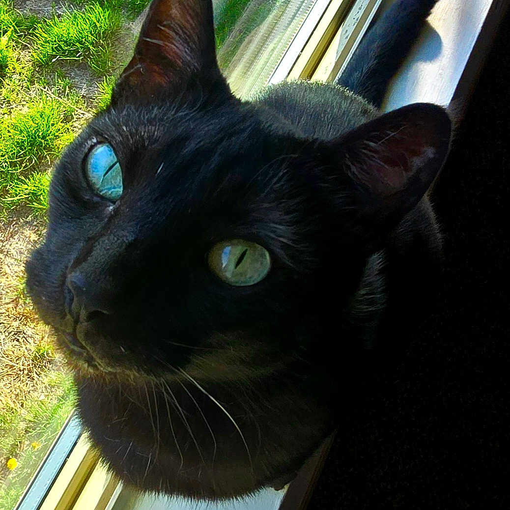 Shadow joined the competition — help win amazing prizes! animal, black_cat, cat, close_up, curious, daylight, ears, feline, fur, grass, green_eyes, indoor, looking_up, nature, nose, pet, portrait, sunlight, whiskers, window