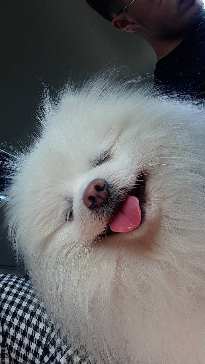 Moumoute a rejoint le concours — aidez-le/la à gagner de superbes lots ! american_eskimo_dog, canidae, carnivore, companion_dog, dog, dog_breed, german_spitz, german_spitz_klein, german_spitz_mittel, japanese_spitz, mammal, nose, pomeranian, puppy, samoyed, skin, snout, spitz, vertebrate, volpino_italiano