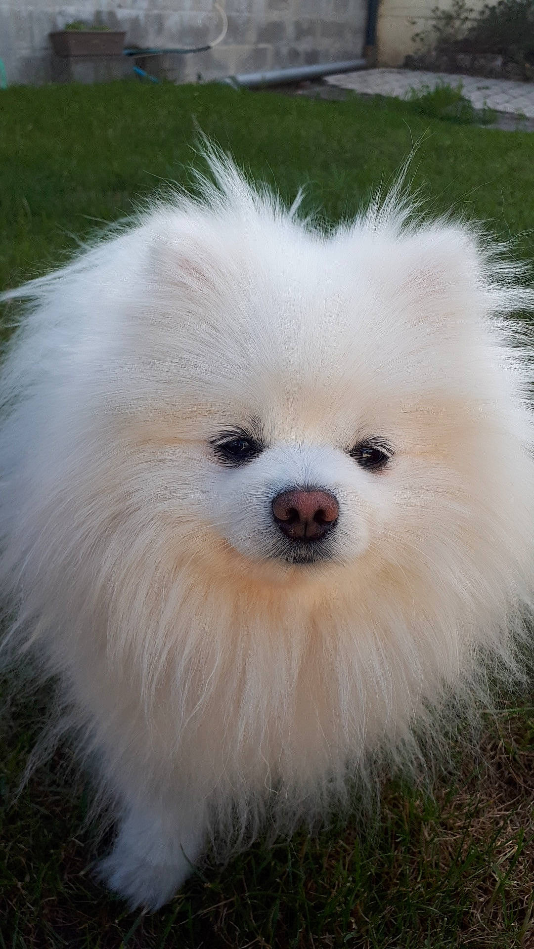 Moumoute a rejoint le concours — aidez-le/la à gagner de superbes lots ! canidae, carnivore, companion_dog, dog, dog_breed, german_spitz, german_spitz_klein, german_spitz_mittel, indian_spitz, japanese_spitz, mammal, non_sporting_group, pomeranian, rare_breed_dog, samoyed, snout, spitz, vertebrate, volpino_italiano, whiskers