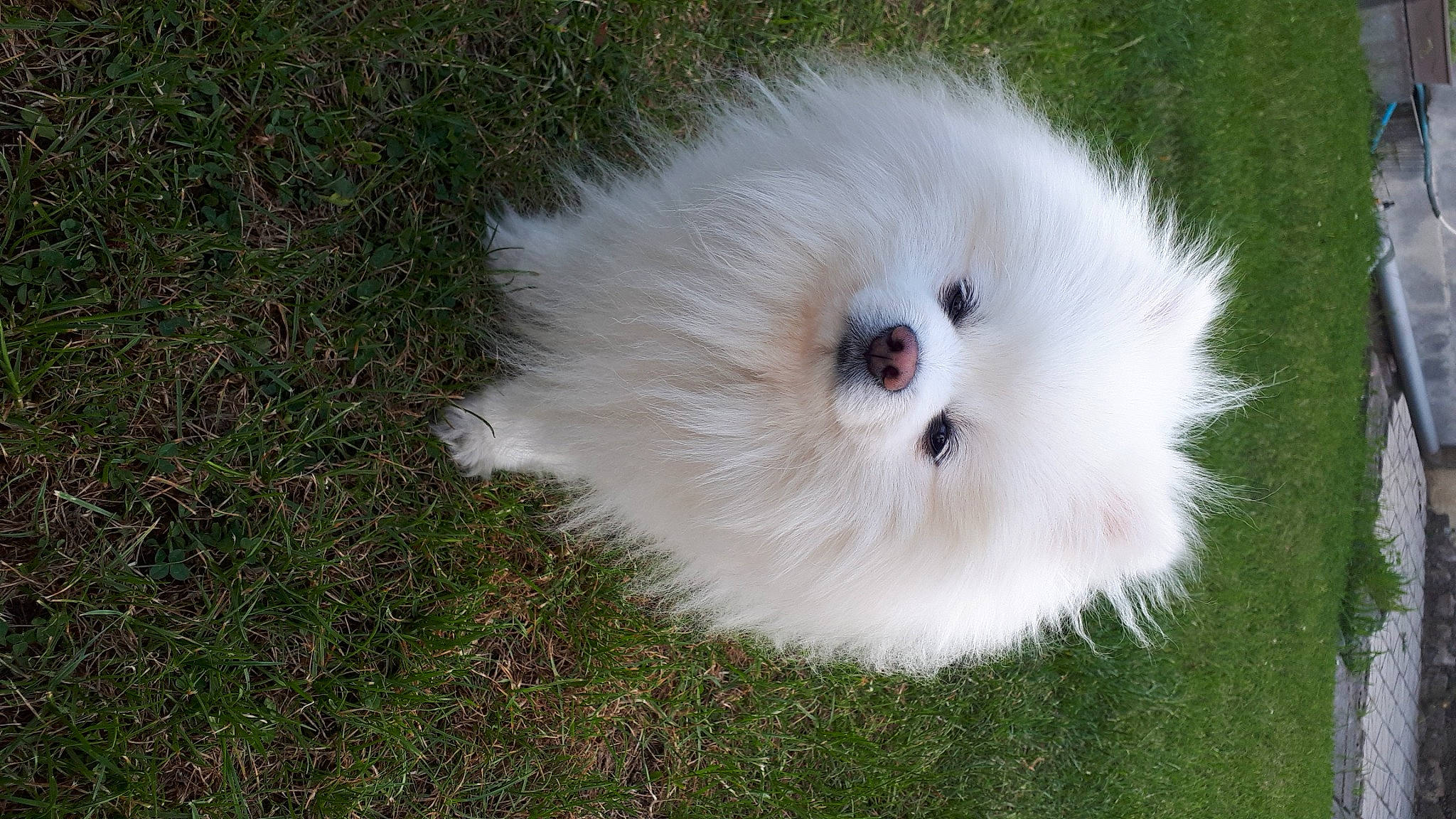 Moumoute participe au concours pour gagner de l'argent avec cette photo : bolognese, canidae, carnivore, chinese_imperial_dog, companion_dog, coton_de_tulear, dog, dog_breed, german_spitz_klein, grass, japanese_spitz, maltese, mammal, non_sporting_group, pomeranian, puppy, spitz, toy_dog, vertebrate, volpino_italiano