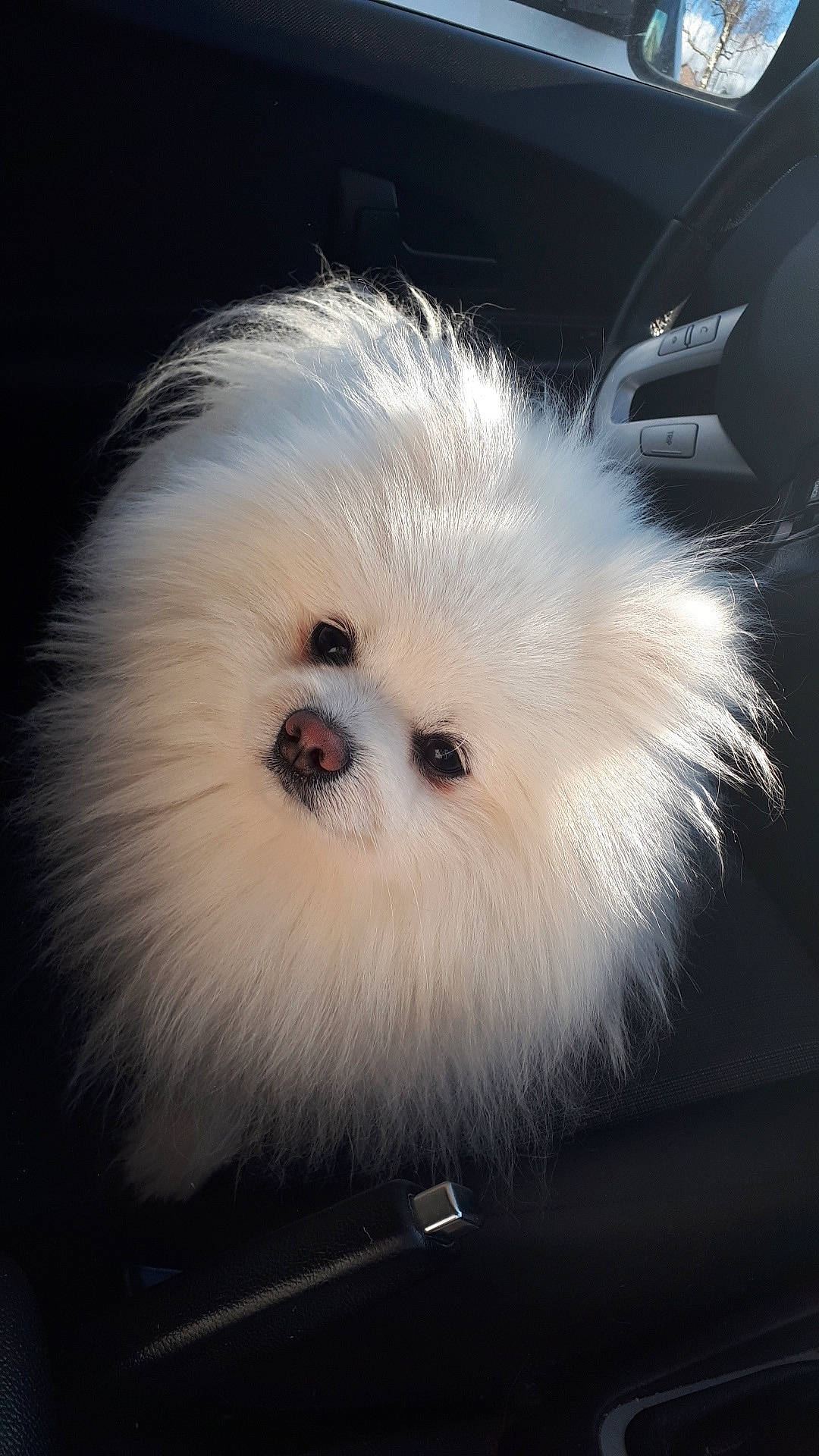 Moumoute participe au concours pour gagner de l'argent avec cette photo : canidae, carnivore, companion_dog, dog, dog_breed, fur, japanese_spitz, maltese, mammal, non_sporting_group, pomeranian, puppy, rare_breed_dog, snout, spitz, toy_dog, volpino_italiano, whiskers